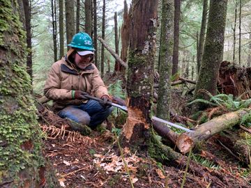 A man squats down while sawing a tree in a forest.