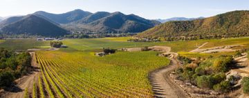 Vineyard at Del Rio Vineyards located in Gold Hill, Oregon.