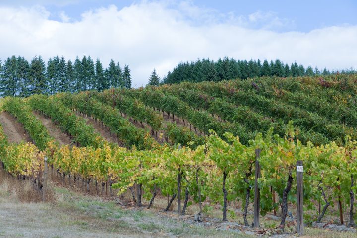Field of vinyards at Pfieffer Winery on the South Willamette Valley Food Trail.